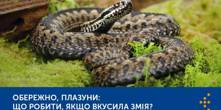 ОБЕРЕЖНО, ПЛАЗУНИ: ЩО РОБИТИ, ЯКЩО ВКУСИЛА ЗМІЯ?